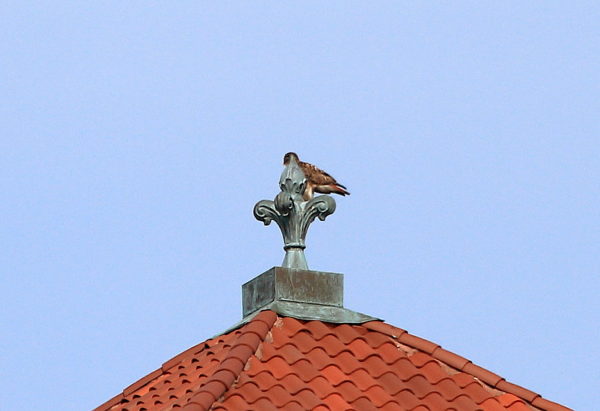 Sadie Hawk on building top