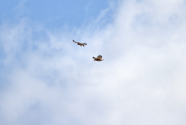 Both Washington Square Park Hawks flying