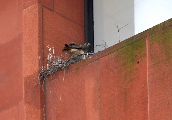 Bobby Hawk standing in nest