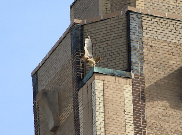 Bobby flying off building