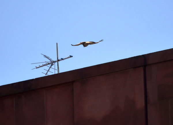 Bobby Hawk flying toward nest