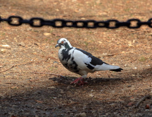 Washington Square Park pigeon on the lawn