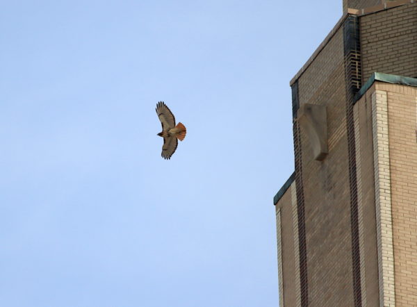 Bobby flying away from building