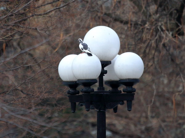Black and white pigeon on Washington Square Park lamp