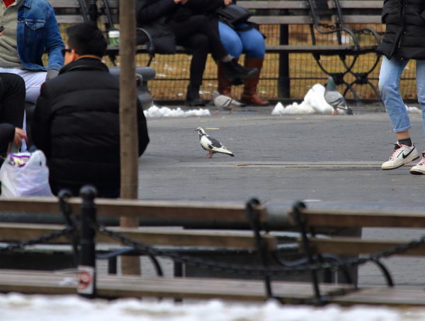 Black and white pigeon walking in Washington Square Park square