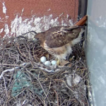 Sadie Hawk standing above all three eggs in nest