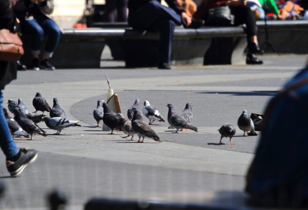 Washington Square Park pigeons milling in the square