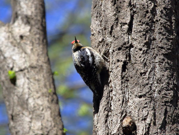 Yellow-bellied Sapsucker Woodpecker on tree