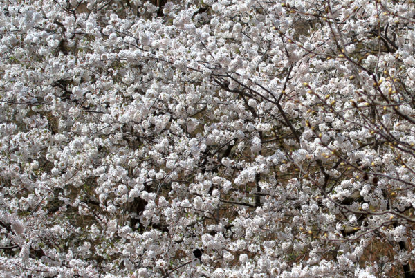 white flowering tree Washington Square Park