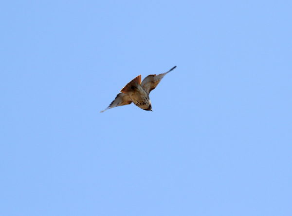 Sadie Hawk diving over Washington Square Park