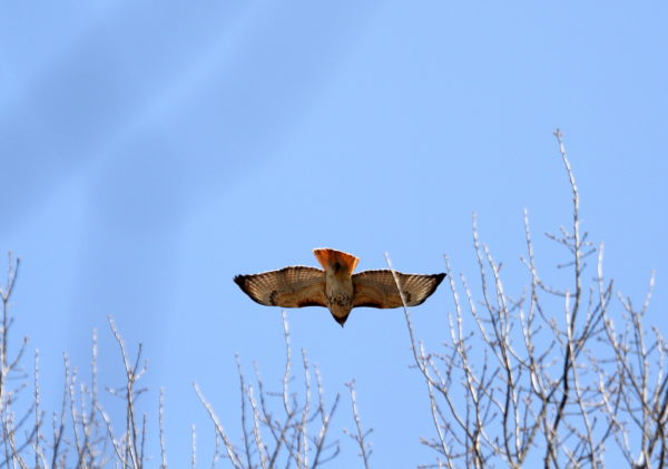 Sadie Hawk diving toward trees