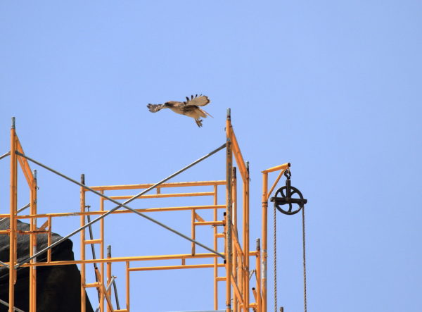 Bobby flying away from scaffolding