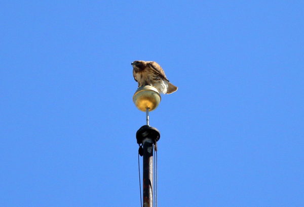 Sadie Hawk sitting on flag pole