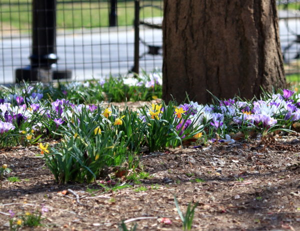 Washington Square Park flowers on a lawn