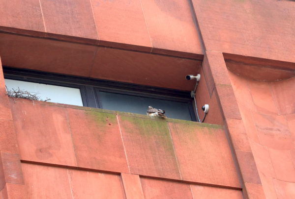 Sadie Hawk sitting on nest ledge