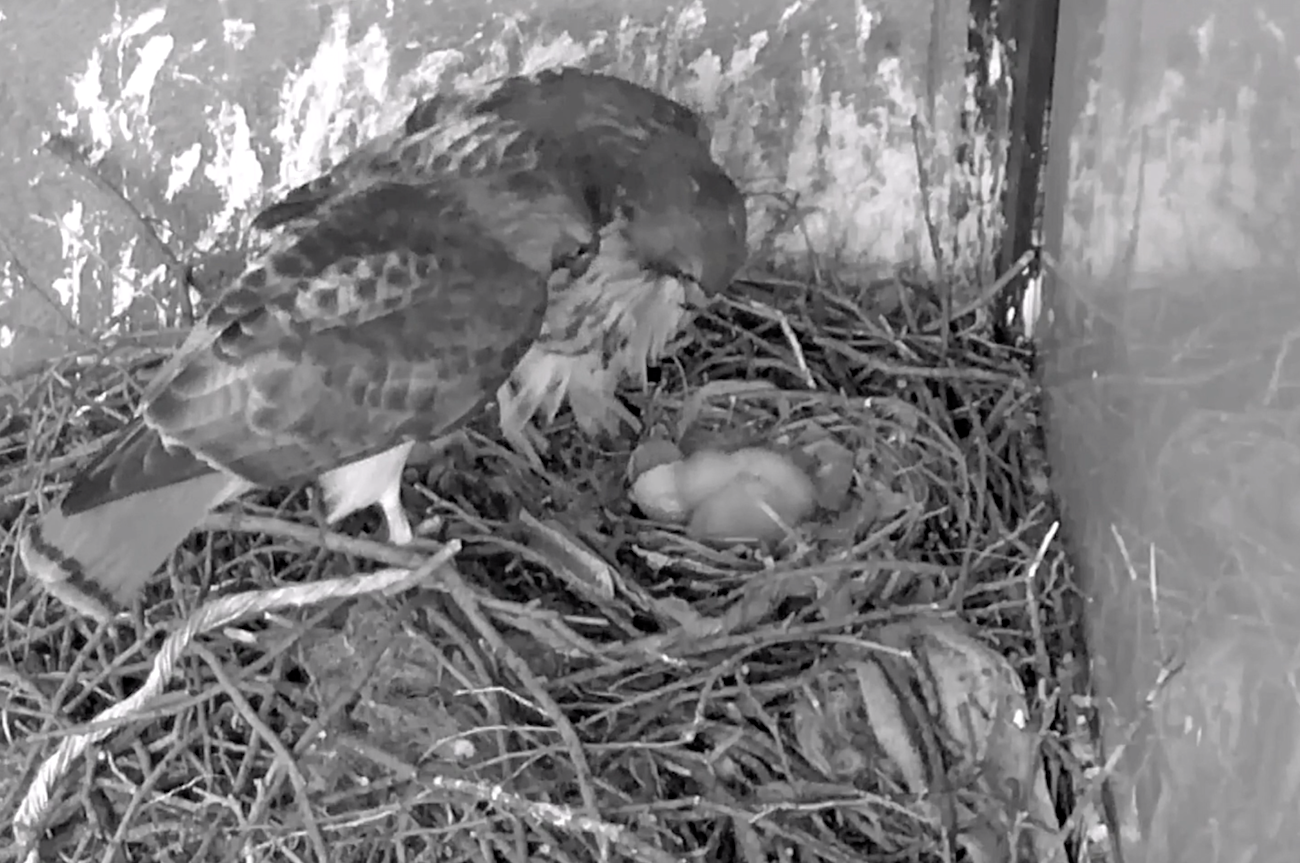 Third Hawk egg hatch (NYU nest cam)