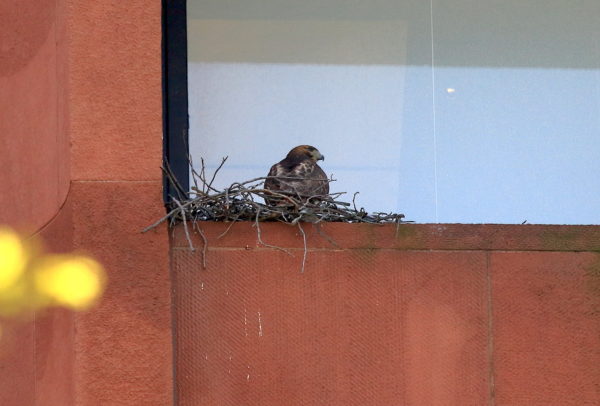 Sadie Hawk resting in the nest