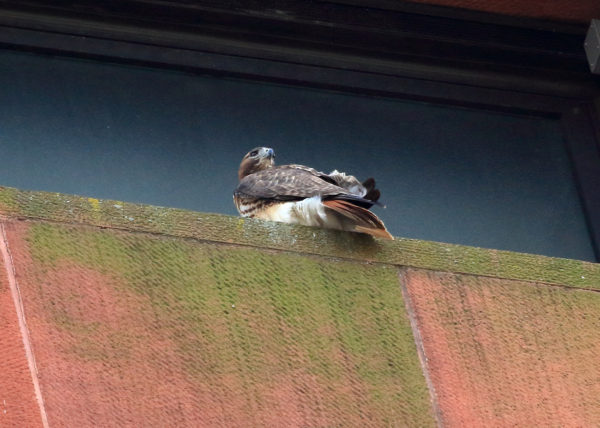 Sadie Hawk sitting on nest ledge
