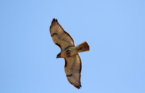 Bobby Hawk flying over Washington Square Park