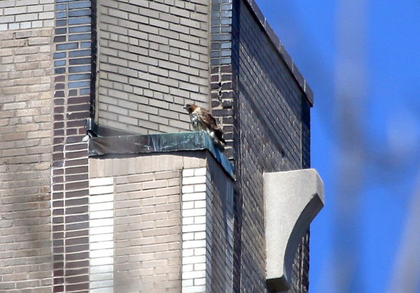 Sadie Red-tailed Hawk Sitting on One Fifth Avenue building