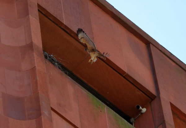 Sadie Hawk flying into NYU nest
