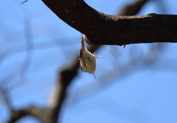 Brown Creeper bird jumping down from tree