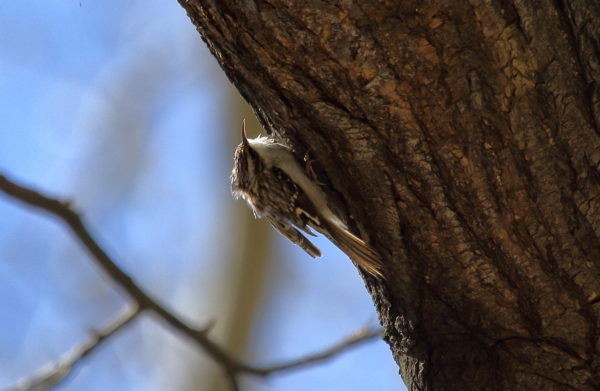 Brown Creeper climbing on side of tree