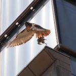 Bobby Hawk flying from building with pigeon in talons