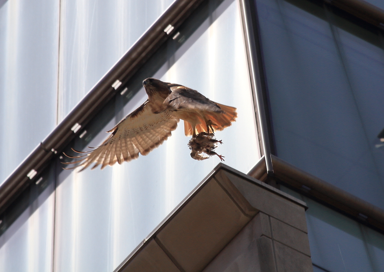 Bobby Hawk flying from building with pigeon in talons