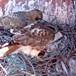 Both Hawk hatchlings get fed while Bobby watches