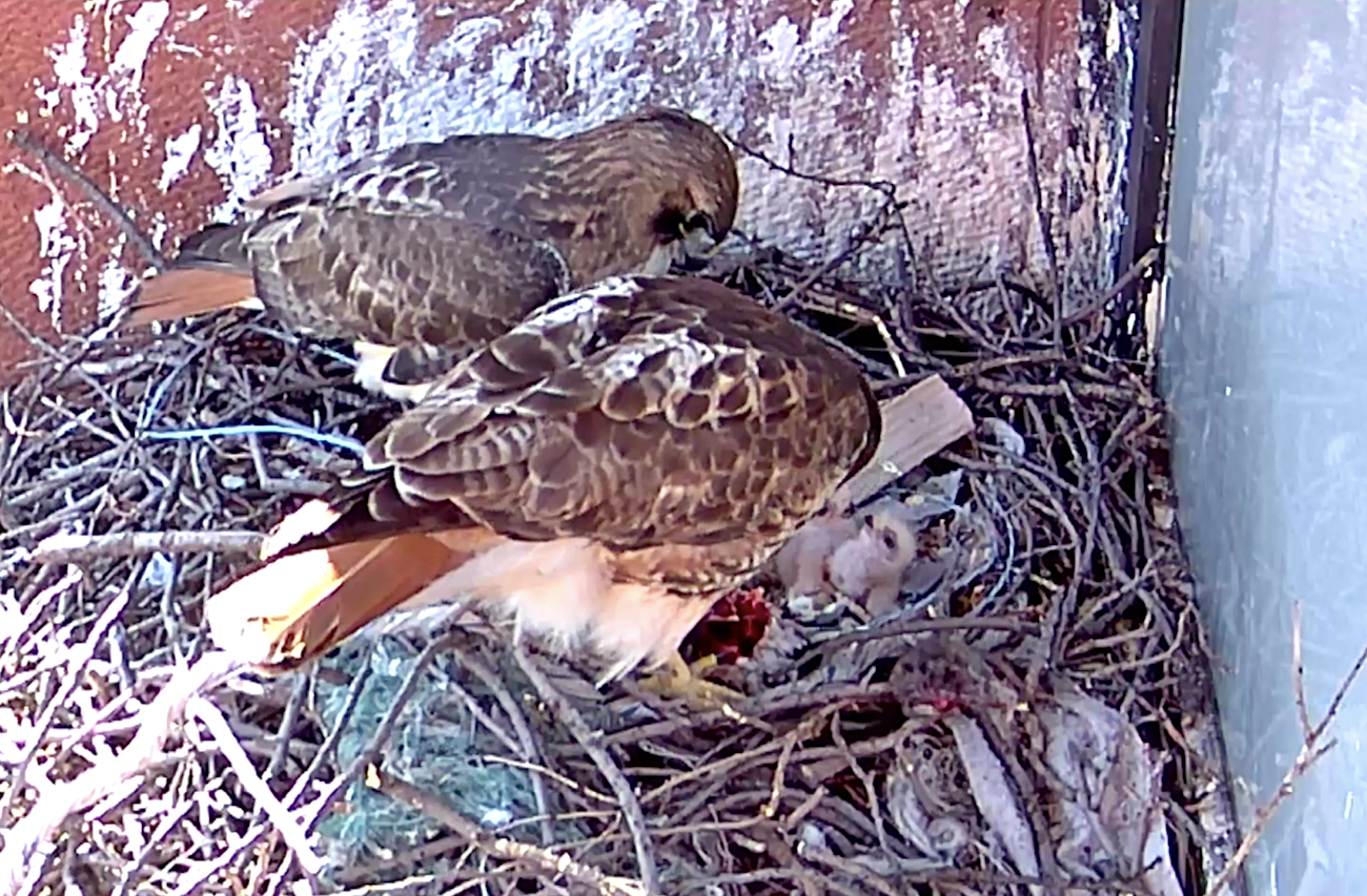 Both Hawk hatchlings get fed while Bobby watches