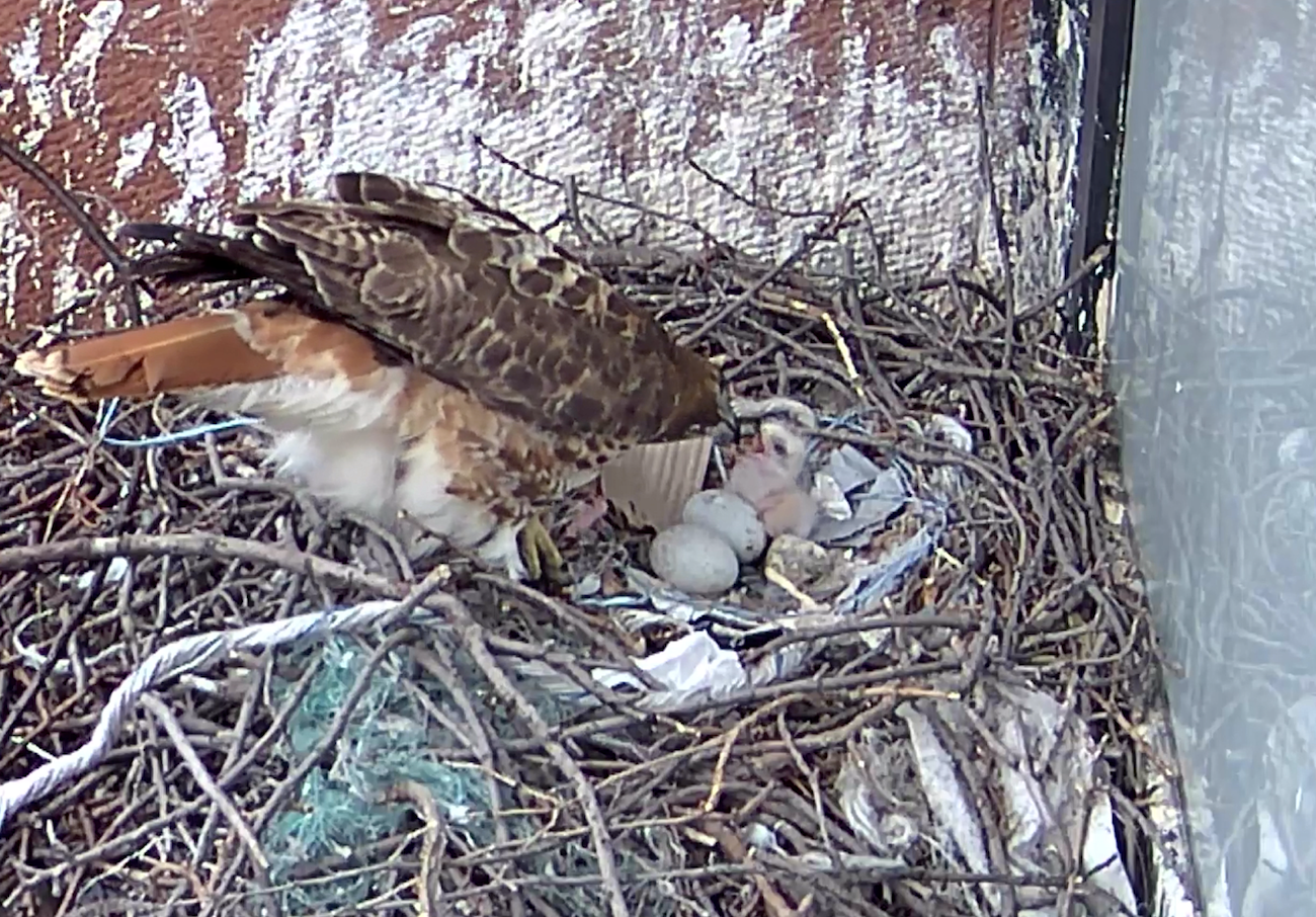 First feeding for the baby hawk