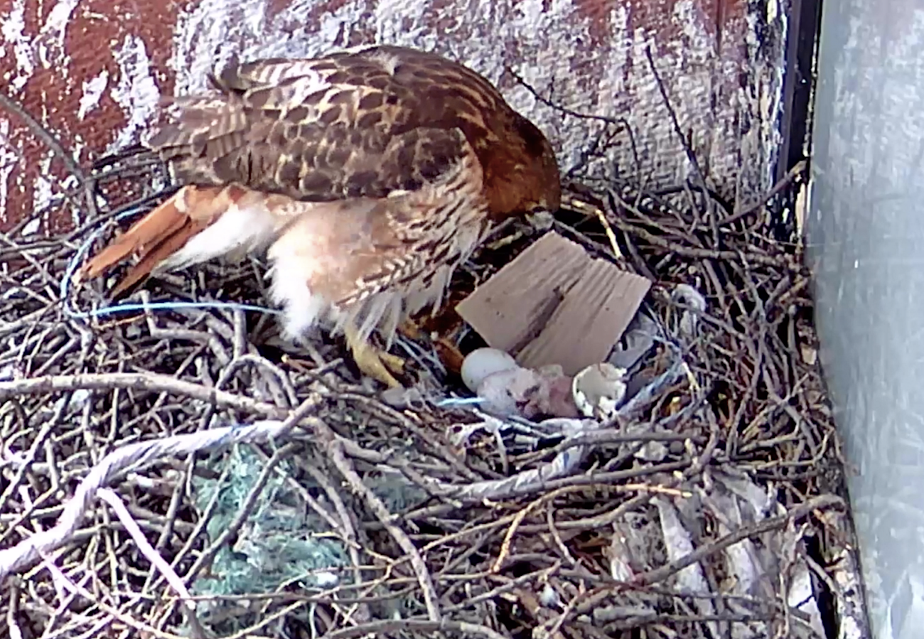 First hawk egg hatch nest cam 2019