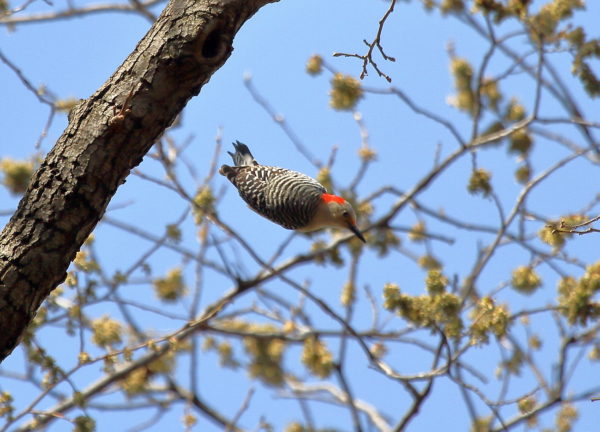 Red-bellied Woodpecker diving between trees