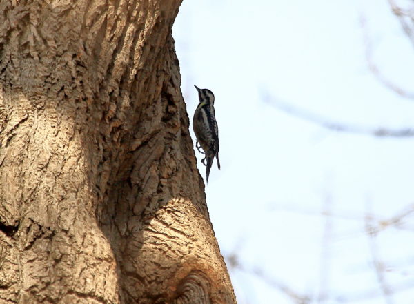 Yellow-bellied Sapsucker woodpecker flying up a tree