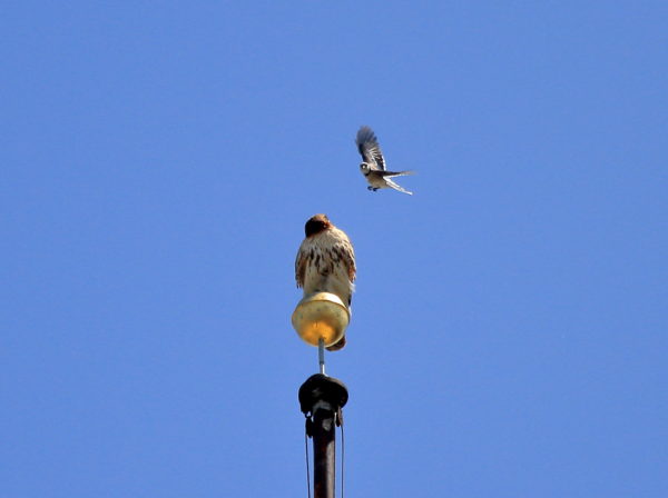 Blue Jay divebombs Red-tailed Hawk on flag pole