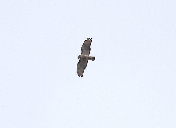 Red-tailed Hawk flying over Washington Square Park