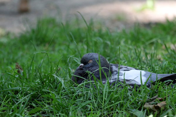 Pigeon napping on Washington Square Park lawn