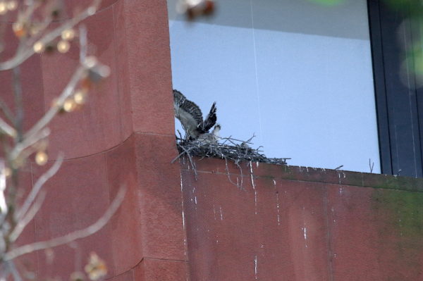 Baby Hawk flapping its wings in nest
