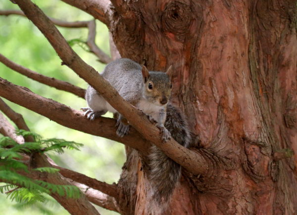 Squirrel on Washington Square Park branch watching me