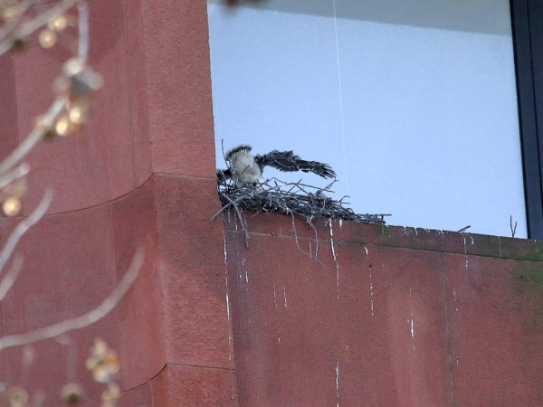 Baby Hawk flapping its wings in nest
