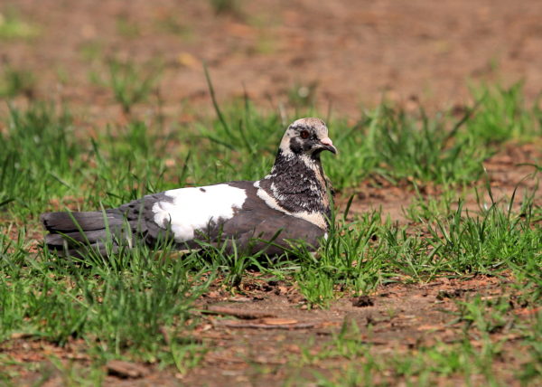Pigeon lying on Washington Square Park lawn