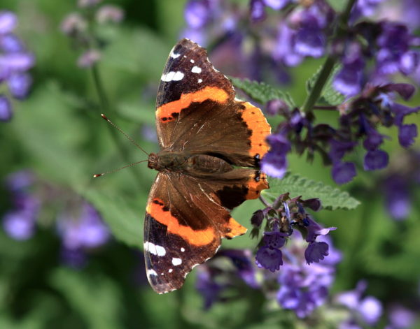 Red Admiral butterfly on flowers