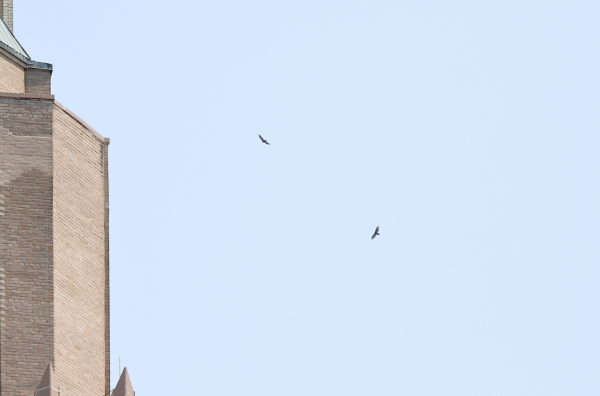 Turkey Vulture pair circling Washington Square