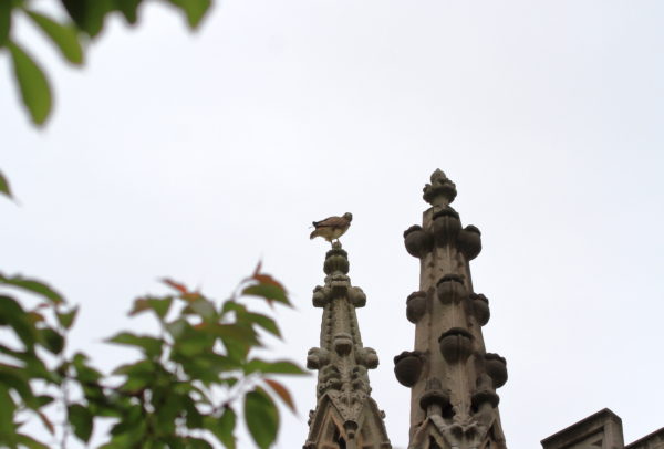 Sadie sitting atop a church spire