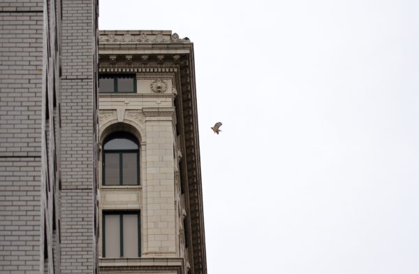 Sadie Hawk landing on the Wanamaker building