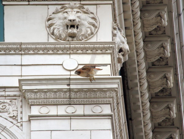 Sadie Hawk leaping off the Wanamaker building