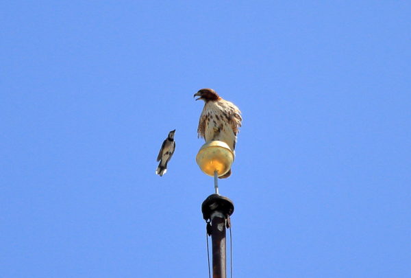 Blue Jay bothers Red-tailed Hawk