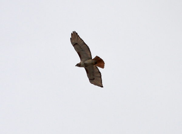 Stranger Hawk flying above the park