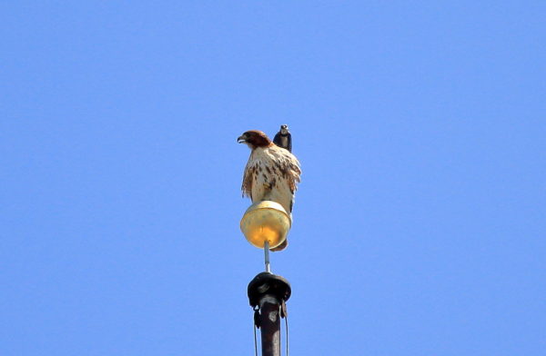 Blue Jay harasses Red-tailed Hawk